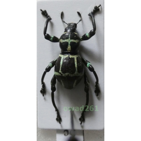 Pachyrhynchus moniliferus Germar, 1824 male Philippines5c